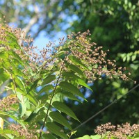 Julostylis angustifolia (Arn.) Thwaites